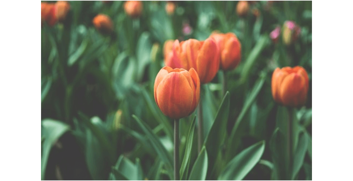 MIMS Builders Bangalore